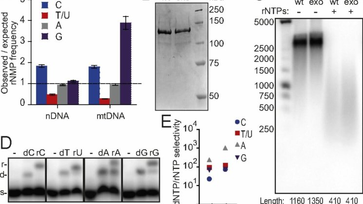 MR Biochemical analysis of the rNMP incorporation properties of the yeast mtDNA polymerase Mip1 (Juhan Sedman)
